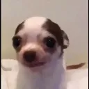 rawr rawr