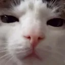 annoyedcat