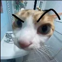 skala_but_cat