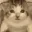 Cat_nuke