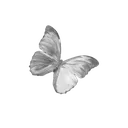 butterfly010