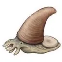 myhonesterection