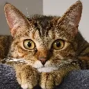 catstare