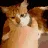 CatBite_OP