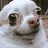 DogAwkward_OP DogAwkward_OP