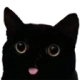 GGC_black_cat Discord emoji