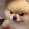 R_Dog_PomerianAngy R_Dog_PomerianAngy
