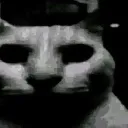 uncannycat