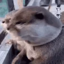 shocked_steve