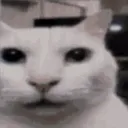 catlight