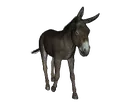 Donkey