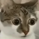mongus_cat
