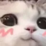 uwucat