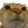 NoNo