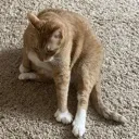 Prongles