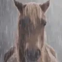 horseintherain