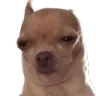 dog_bruh