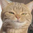 catSmirk