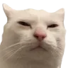 Cat Squint Discord Emoji