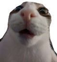 CatGasp_ParadoxPaws Discord emoji