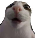 CatGasp_ParadoxPaws CatGasp_ParadoxPaws