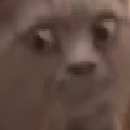 CatGlance_ParadoxPaws Discord emoji