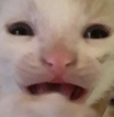 CatHorrified_ParadoxPaws Discord emoji
