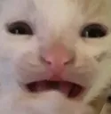 CatHorrified_ParadoxPaws CatHorrified_ParadoxPaws