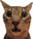 CatOhMyGod_ParadoxPaws Discord emoji