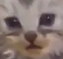 CatWhat_ParadoxPaws Discord emoji