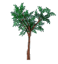 Tree5