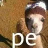 pe pe