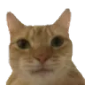 catstare Discord Emoji