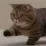 Nub