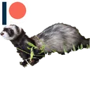 Noodl