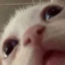 CatWhatIsGoingOn_TLM