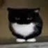 Catto catto Discord Emoji