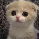 zzz_sadcat
