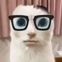 CL_cat_stare_glasses