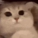 CatSparkling