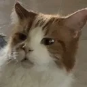 Wtf Cat wtfcat Discord Emoji