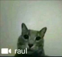 Catkitty_raul Discord emoji