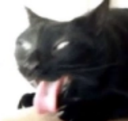 CatBleghck_ParadoxPaws Discord emoji