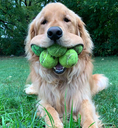 DogTennisBalls_ParadoxPaws Discord emoji