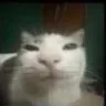 giblet