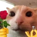catmarry