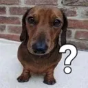 dog_what
