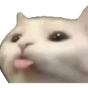 AAZ_blehcat