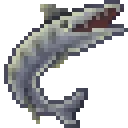 Barracuda