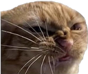 :AngryCat: